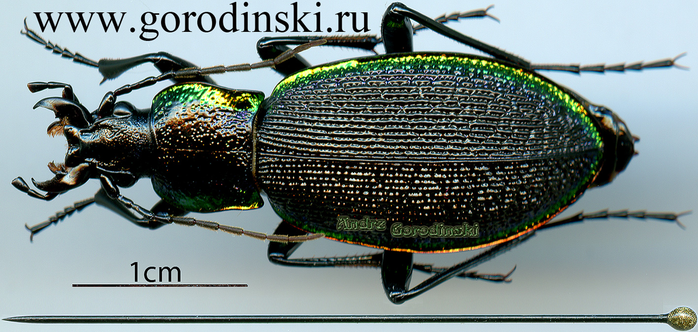 http://www.gorodinski.ru/carabus/Megodontus vietinghoffi lazoensis.jpg